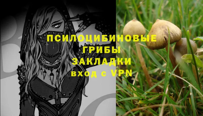 продажа наркотиков  мориарти официальный сайт  Галлюциногенные грибы Psilocybe  Белая Холуница 